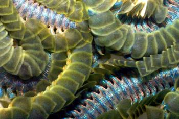 Paddle Worms (Phyllodoce spp.)